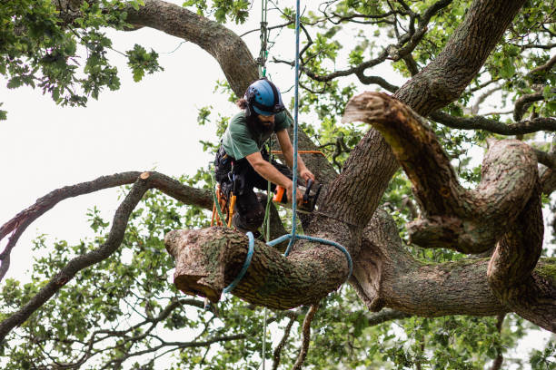 Best Hedge Trimming  in USA