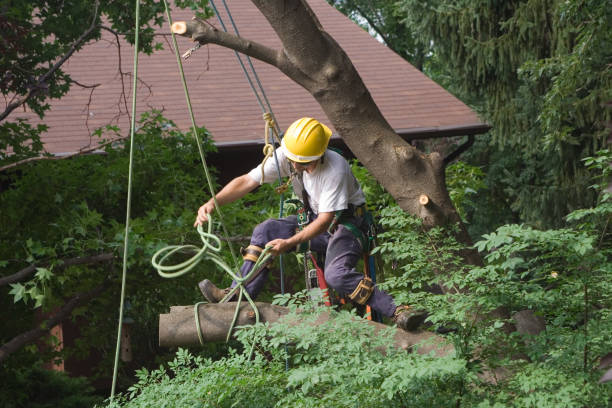 Best Tree Cabling and Bracing  in USA